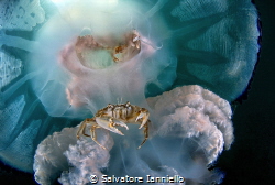 Title Shy and bold, it's about two sand crabs in a jellyf... by Salvatore Ianniello 